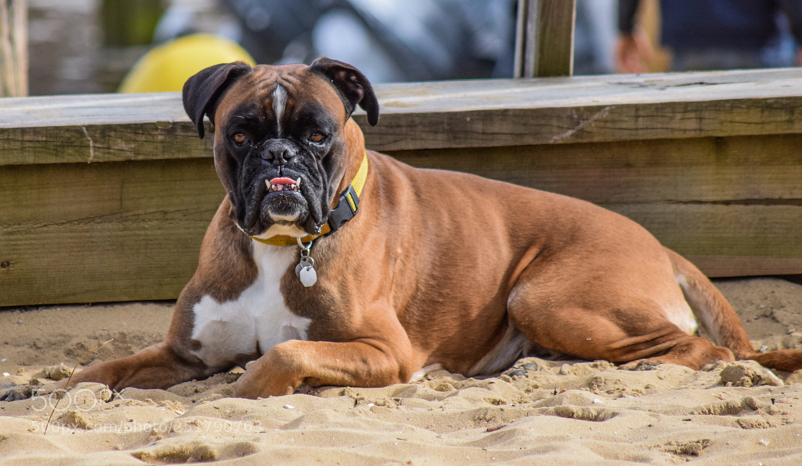 Nikon D5300 sample photo. Un chien  photography