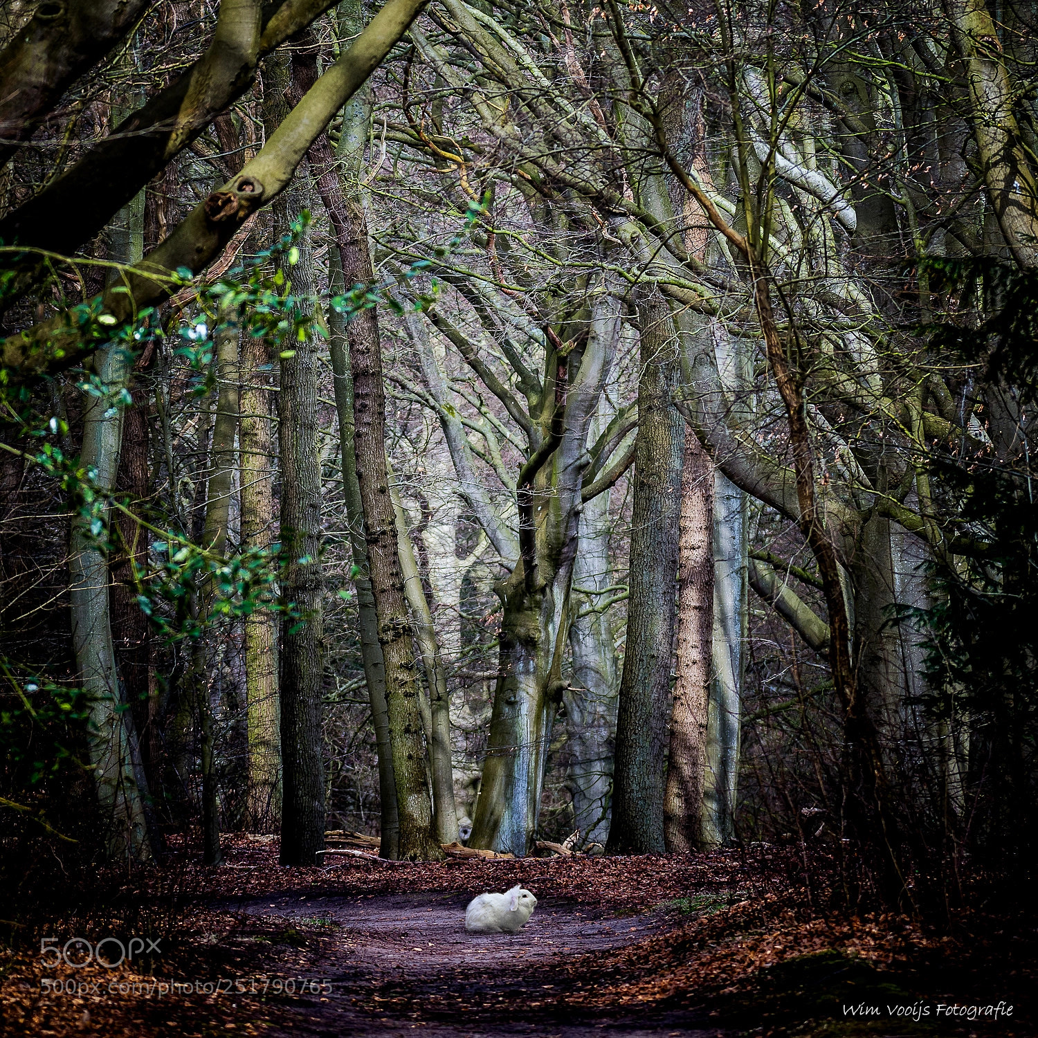 Nikon D7200 sample photo. Into the woods photography