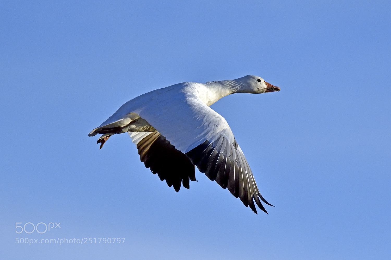 Nikon D500 sample photo. White morph snow goose photography