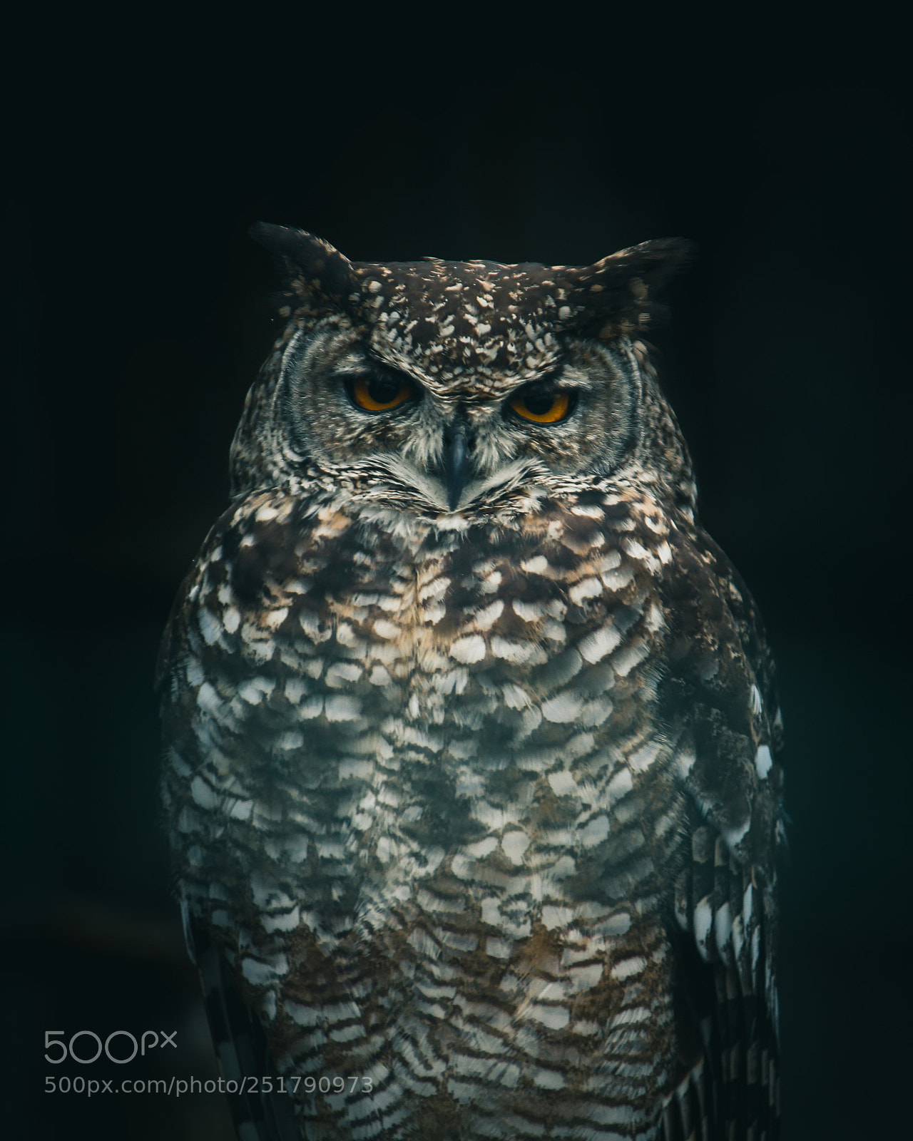 Canon EOS 700D (EOS Rebel T5i / EOS Kiss X7i) sample photo. Judgemental owl photography
