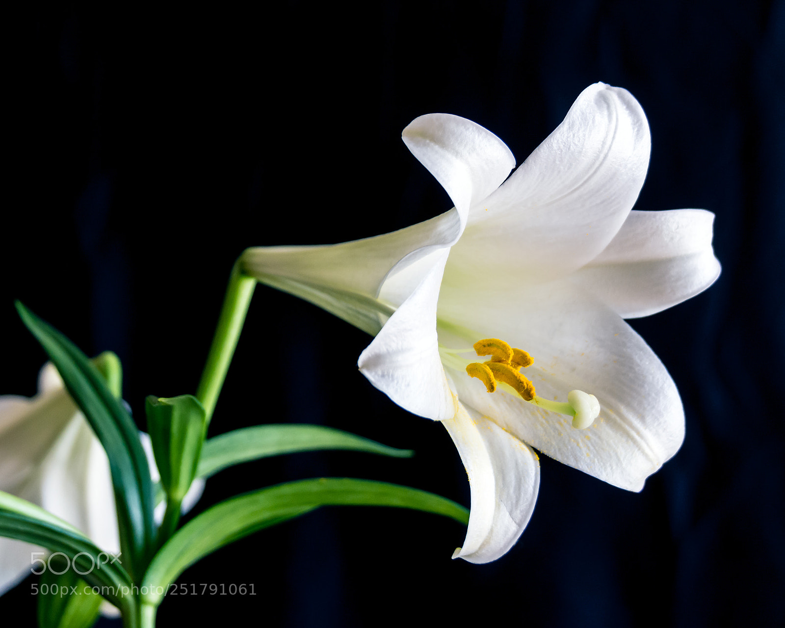 Nikon D5200 sample photo. Love wins photography