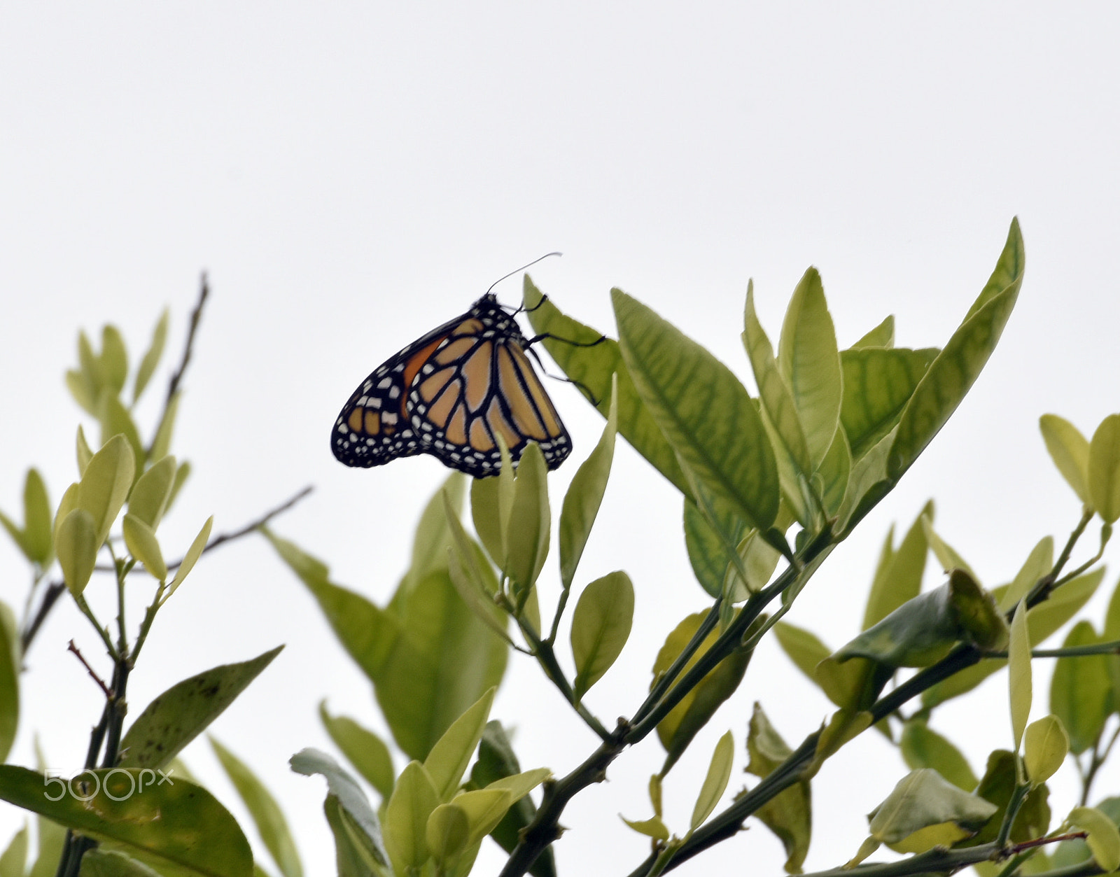 Nikon D5500 + Nikon AF-S DX Nikkor 55-200mm F4-5.6G ED sample photo. Newly eclosed monarch butterfly on citrus photography