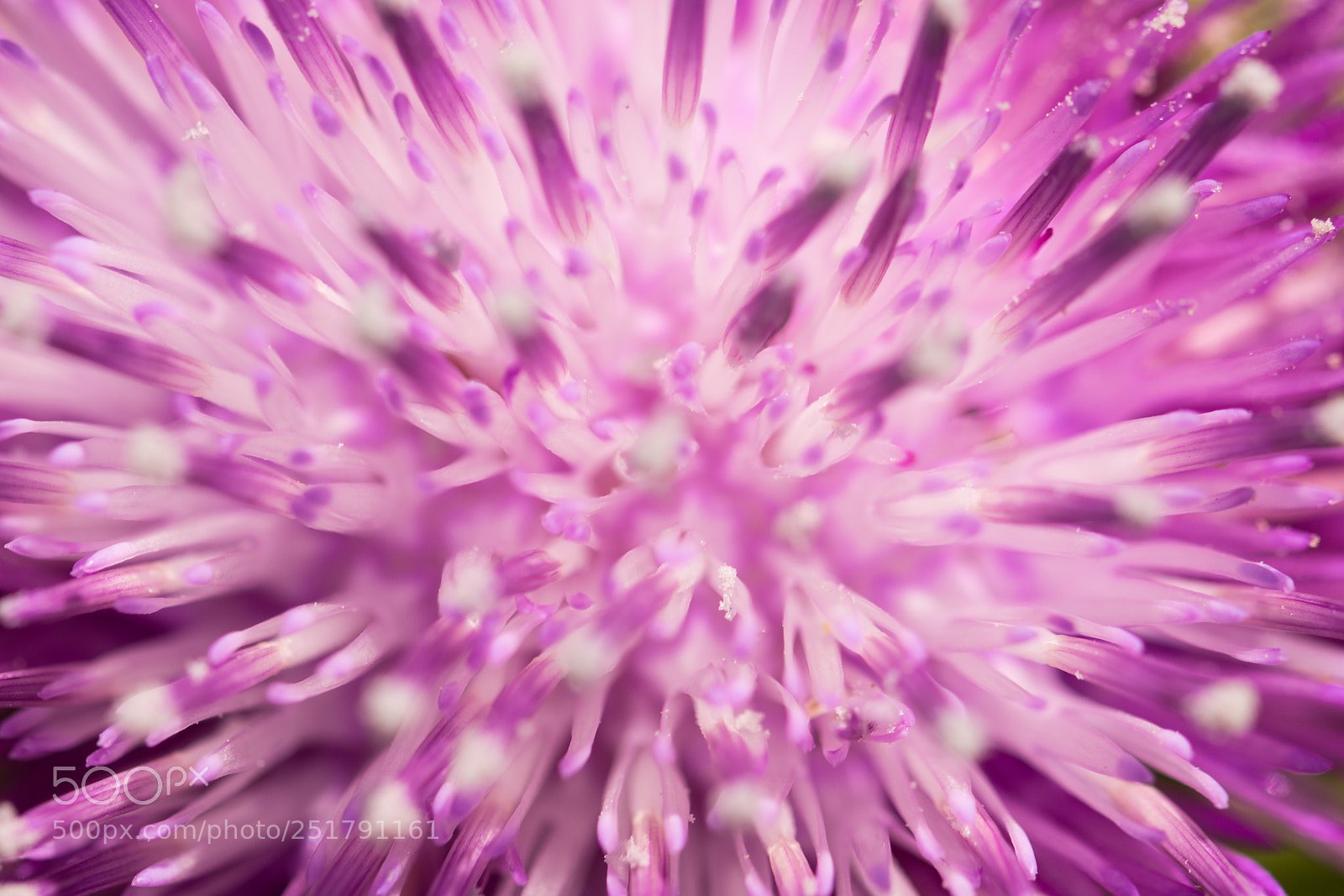 Nikon D5600 sample photo. Purple flower photography