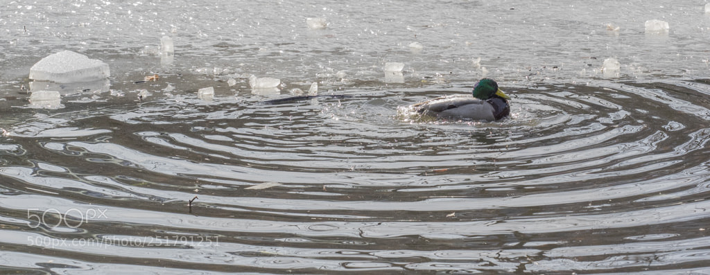 Olympus OM-D E-M1 sample photo. Duck photography