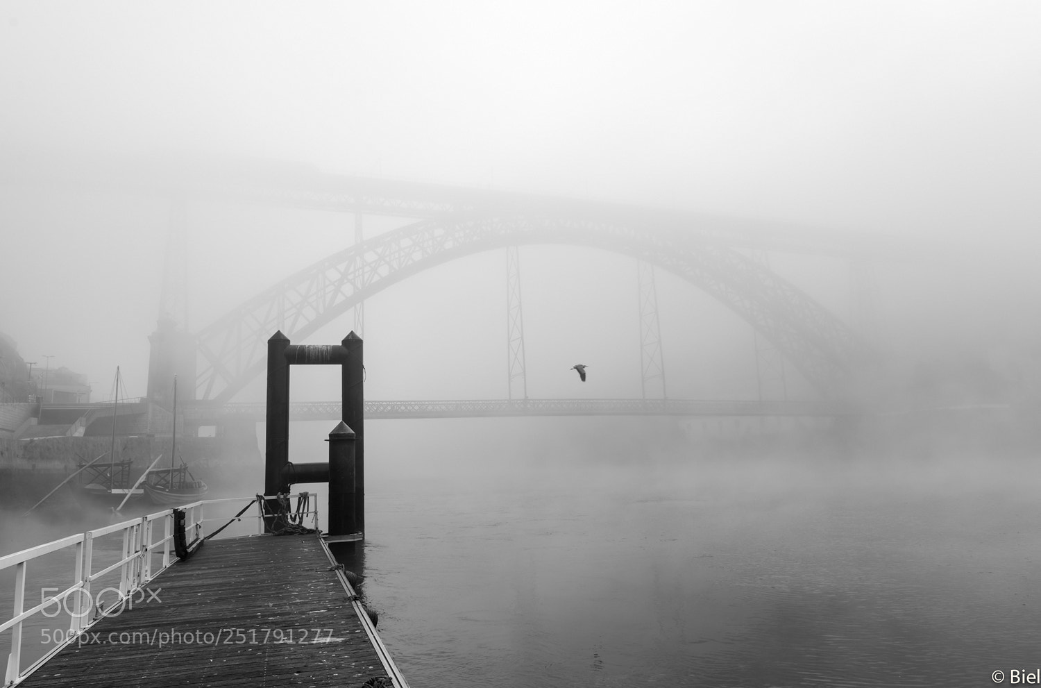 Nikon D610 sample photo. Solitary flight photography
