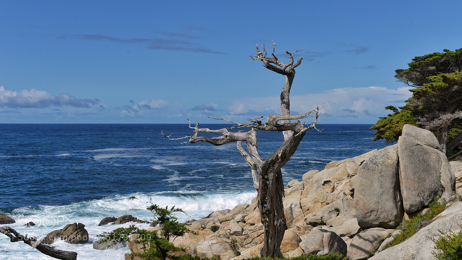 Nikon D800 sample photo. The famous tree photography