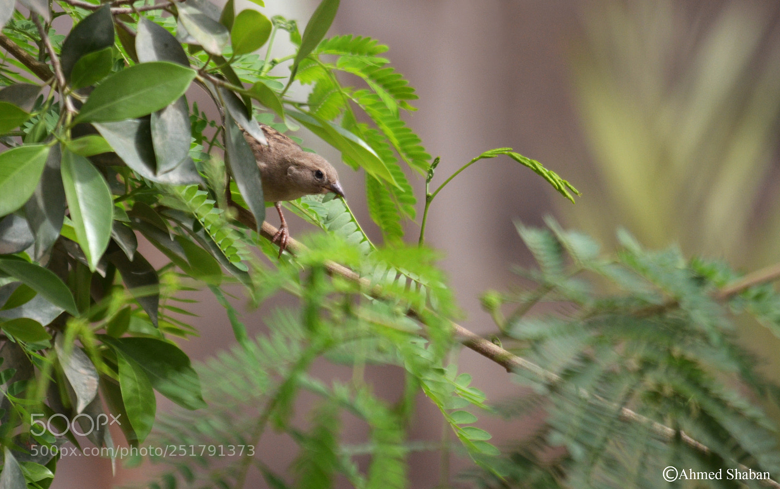 Nikon D7000 sample photo. Bird (sparrow) photography