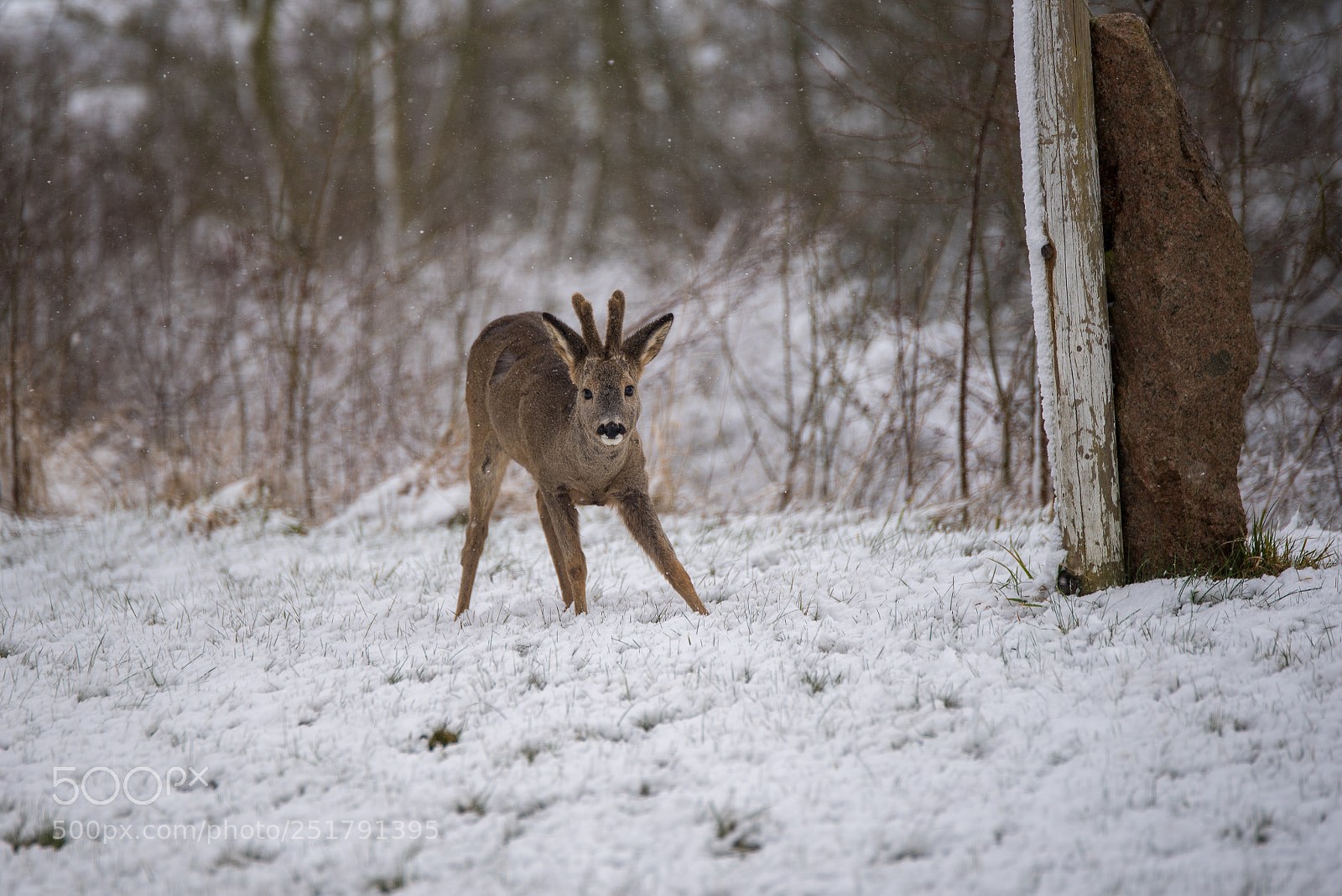 Nikon D750 sample photo. Young deer in the photography