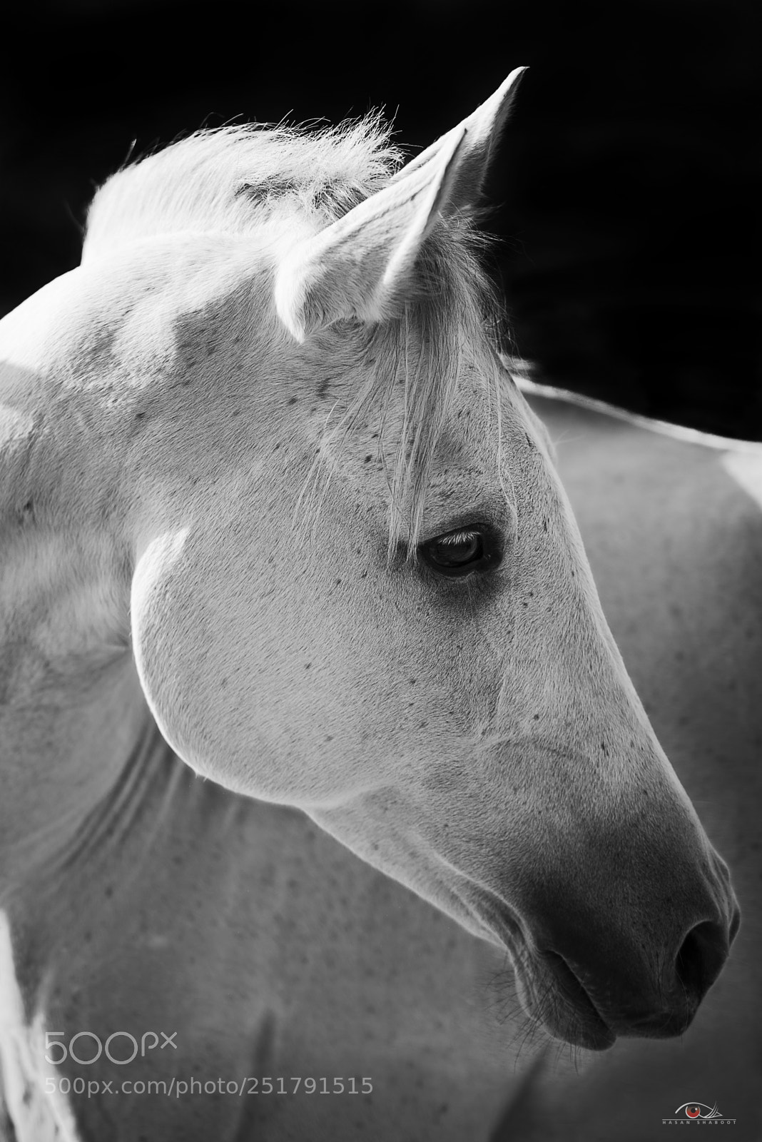 Nikon D750 sample photo. Horse without knight photography