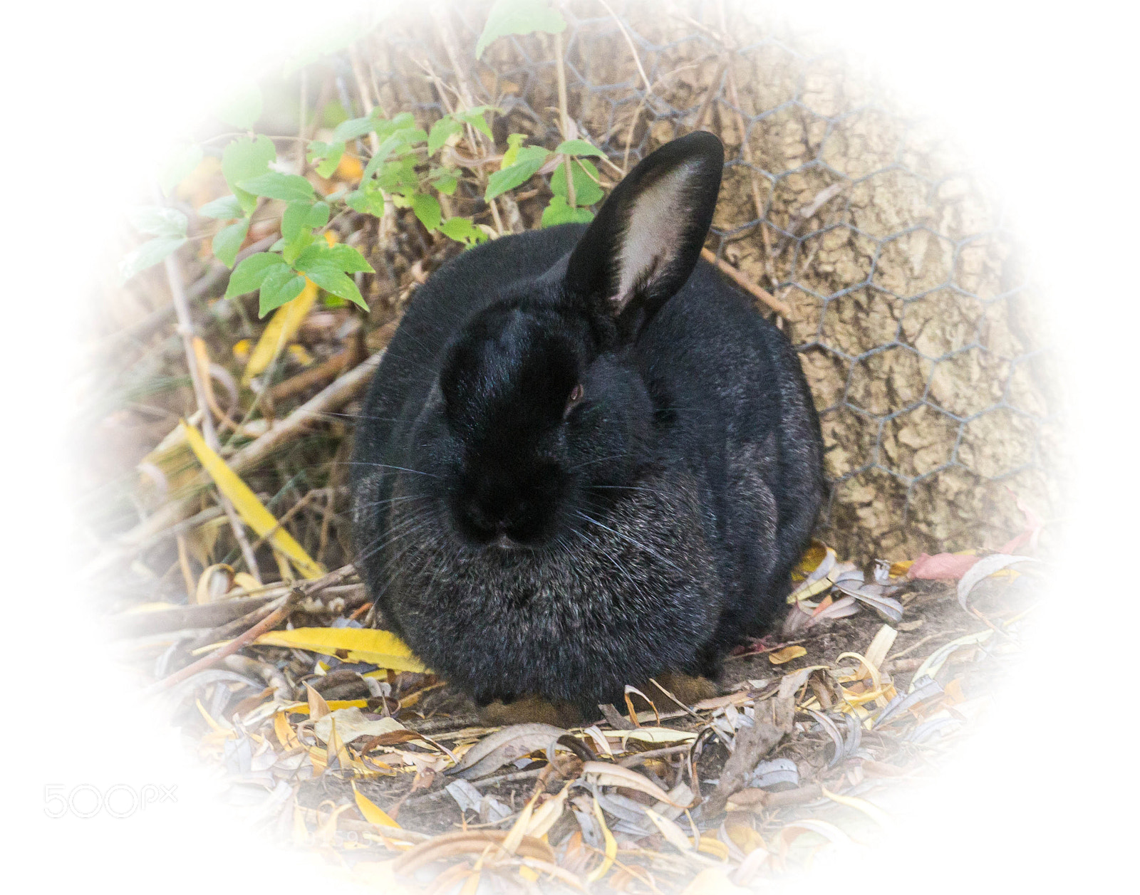 Canon EOS 600D (Rebel EOS T3i / EOS Kiss X5) sample photo. Easter bunny photography