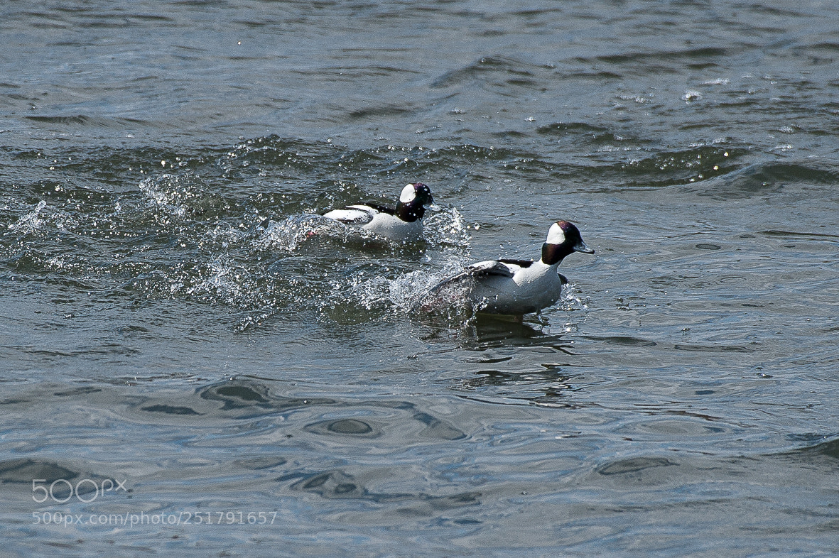 Nikon D700 sample photo. Buffleheads photography