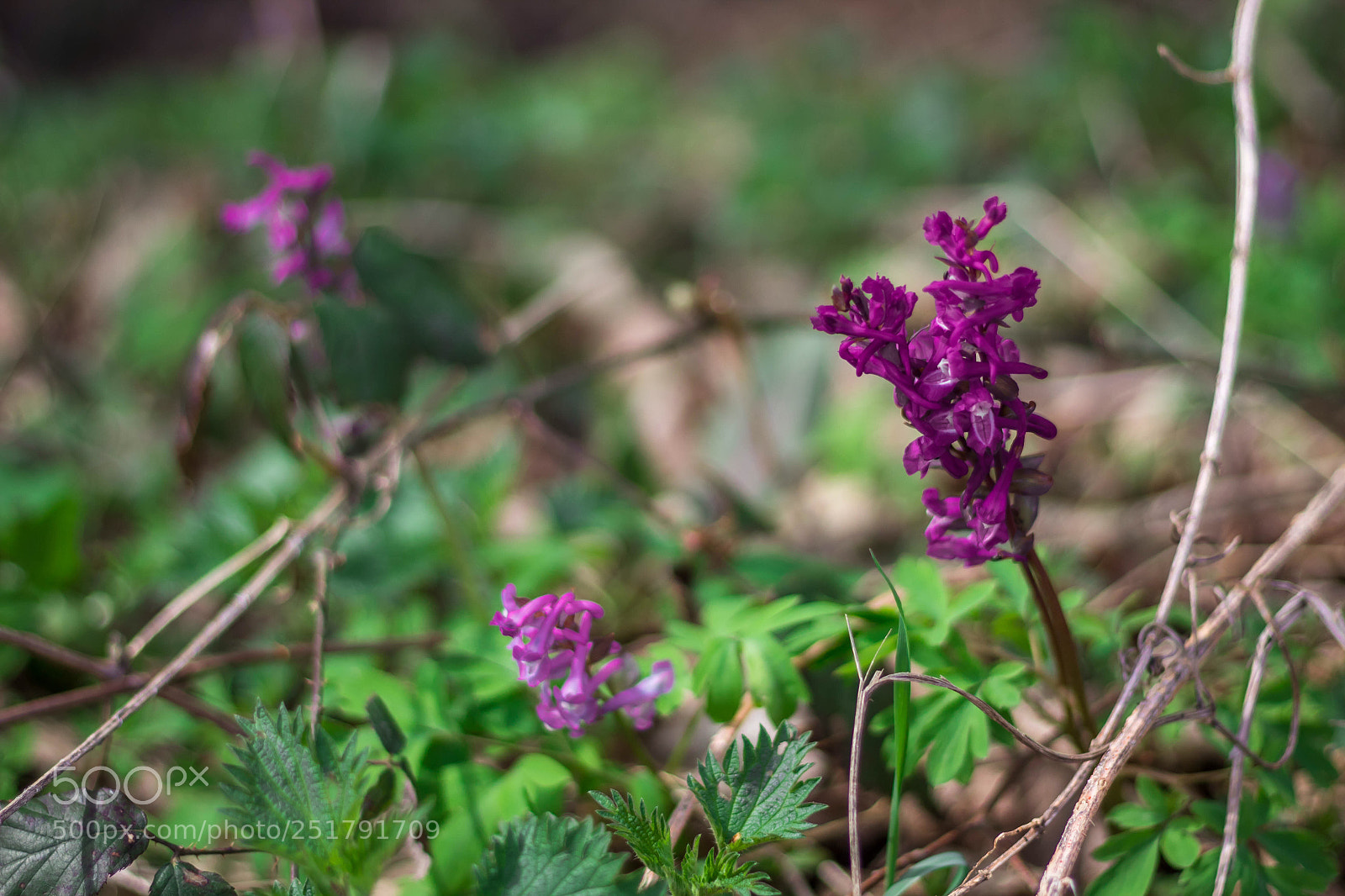 Canon EOS 1300D (EOS Rebel T6 / EOS Kiss X80) sample photo. Forest flower photography