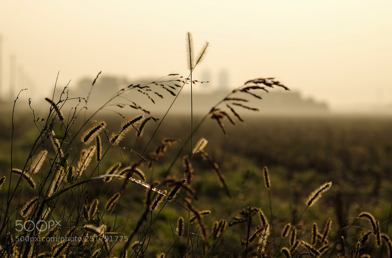 Fujifilm X-T10 sample photo. In the morning photography