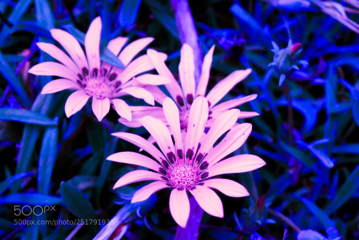Nikon D5300 sample photo. Untitled photography