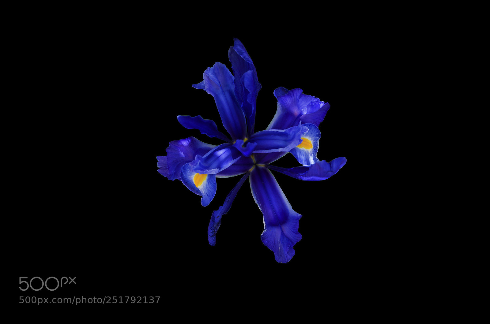 Nikon D5100 sample photo. Double iris photography