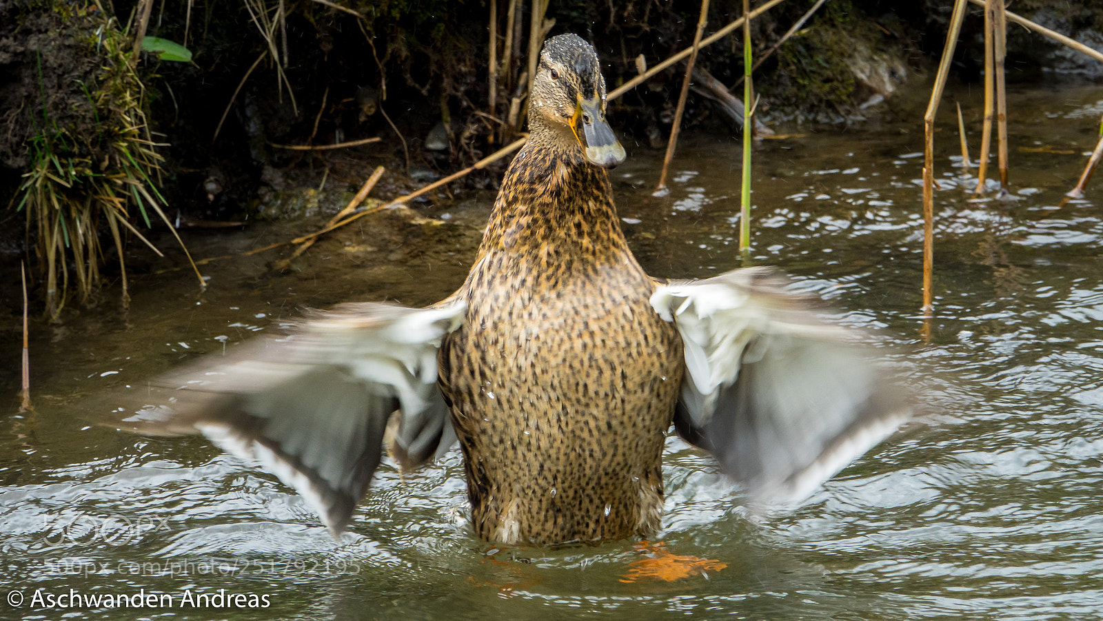 Sony Cyber-shot DSC-RX10 III sample photo. Duck photography