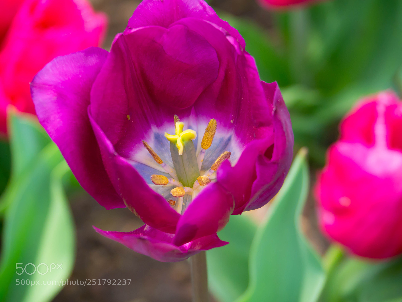 Panasonic Lumix DMC-G85 (Lumix DMC-G80) sample photo. Tulip garden photography