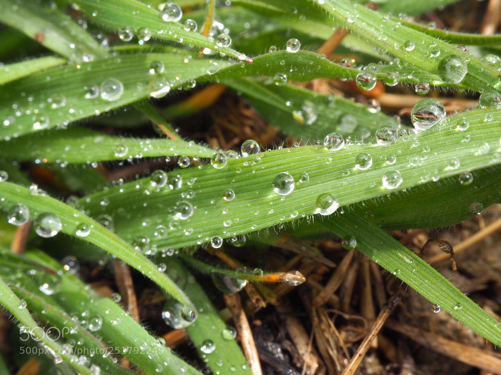 Olympus OM-D E-M5 II sample photo. Raindrops photography