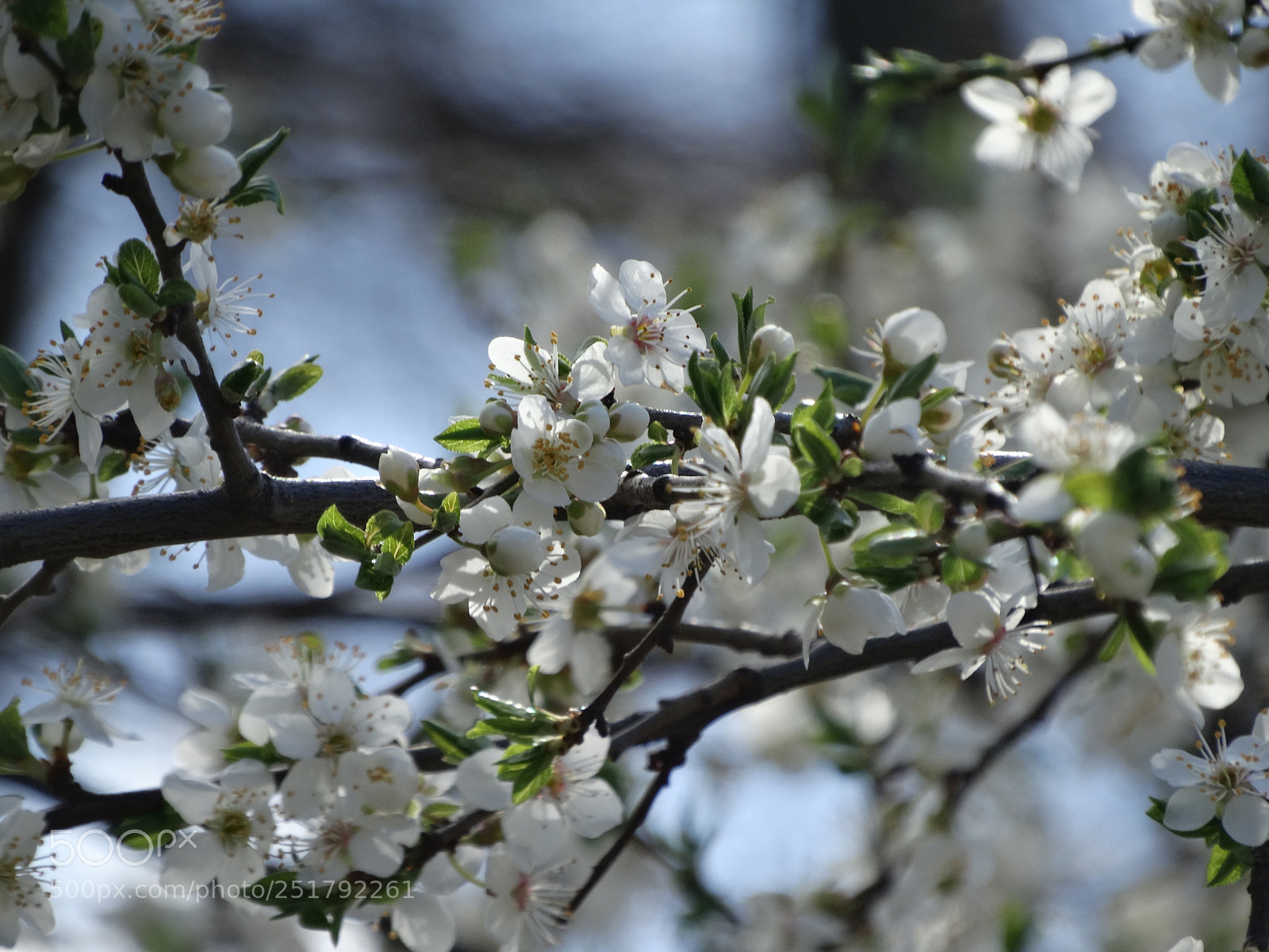 Sony Cyber-shot DSC-HX300 sample photo. Welcome spring photography