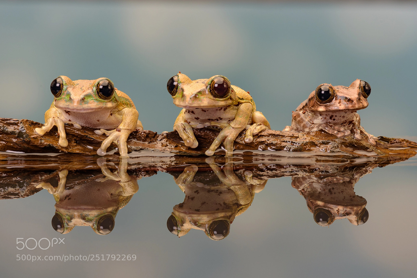 Nikon D750 sample photo. Trio of frogs photography