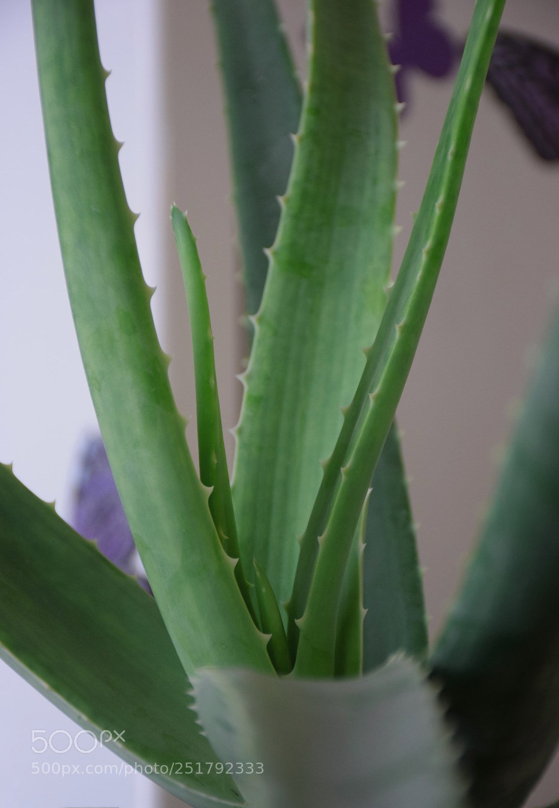 Nikon D5300 sample photo. Nice green photography