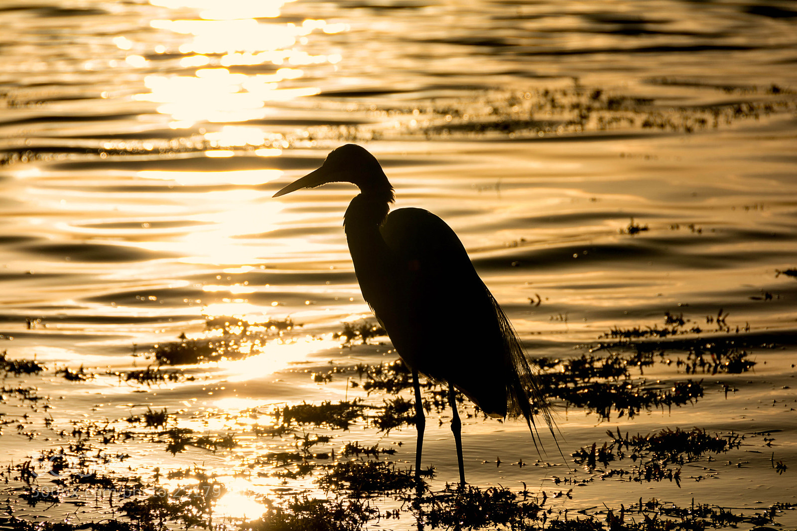 Nikon D7100 sample photo. Silhuette of a heron photography