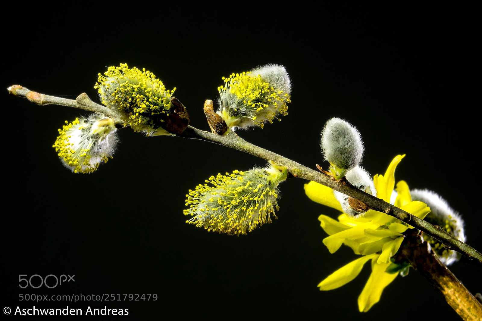 Sony Cyber-shot DSC-RX10 III sample photo. Spring photography