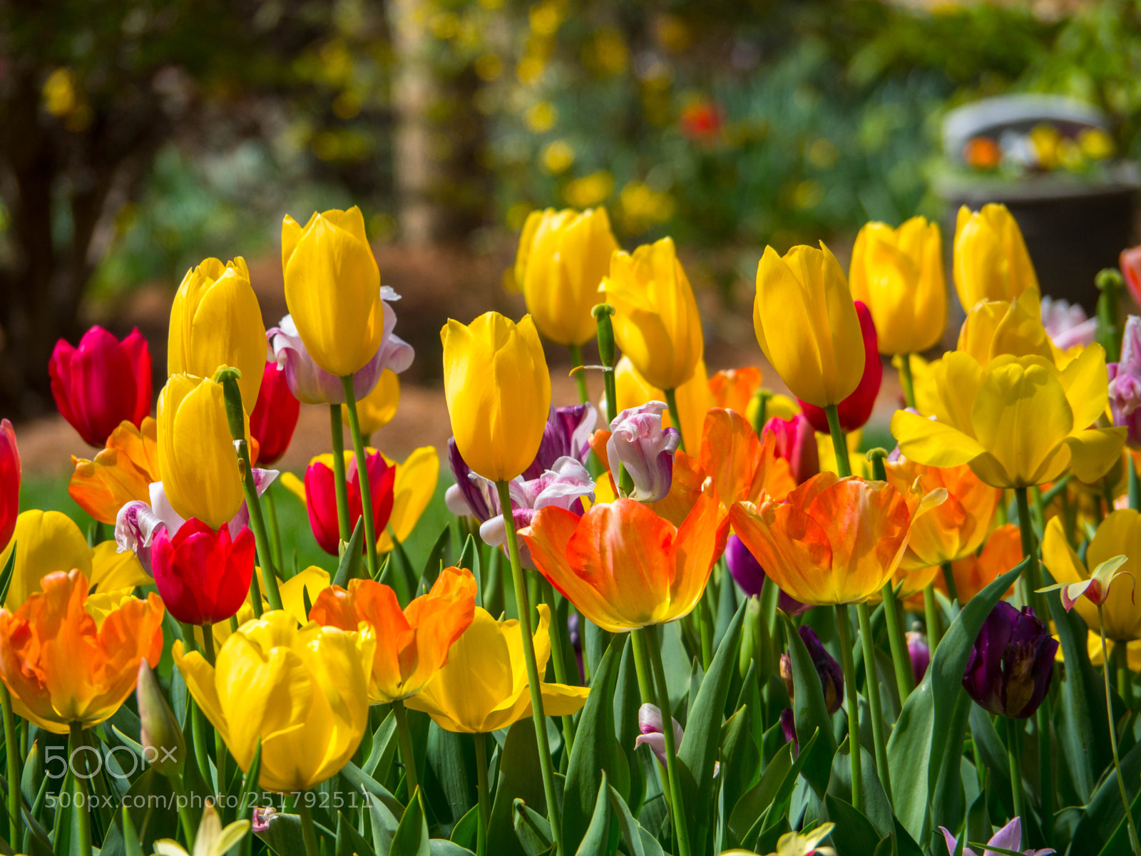 Panasonic Lumix DMC-G85 (Lumix DMC-G80) sample photo. Tulip garden photography