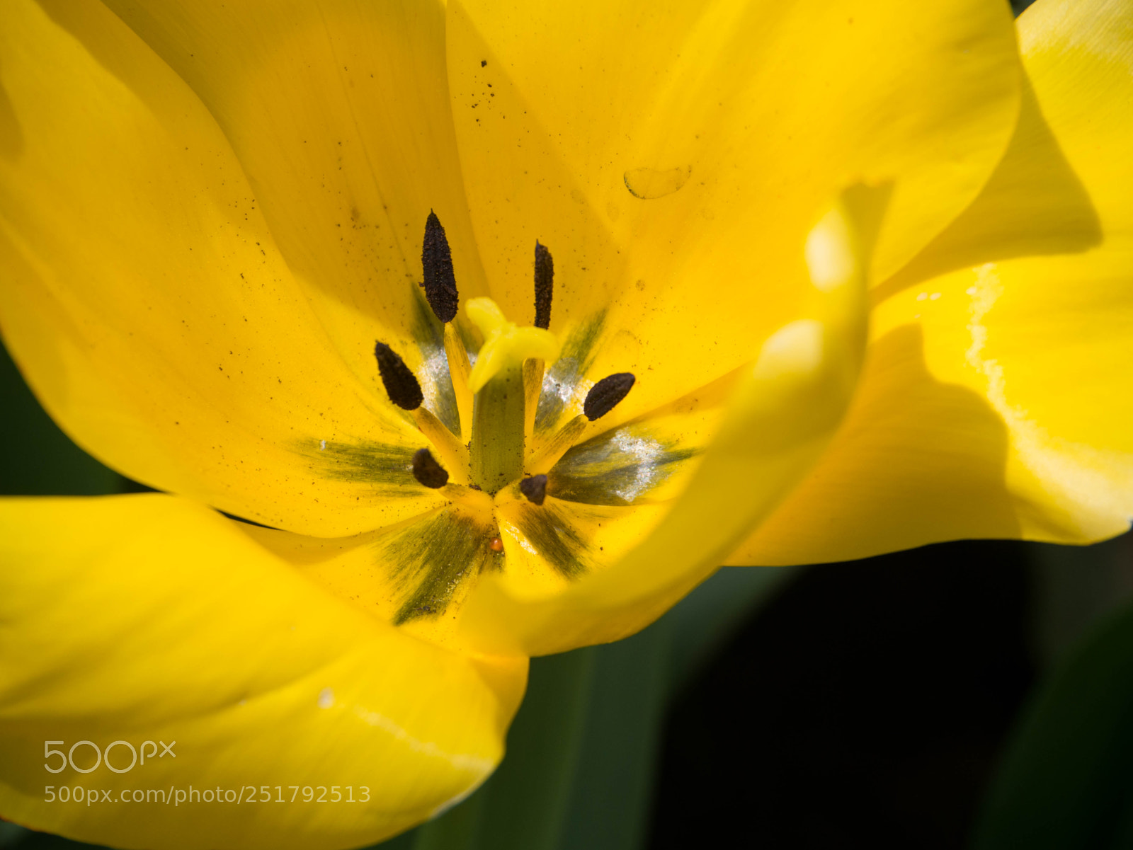 Panasonic Lumix DMC-G85 (Lumix DMC-G80) sample photo. Tulip garden photography