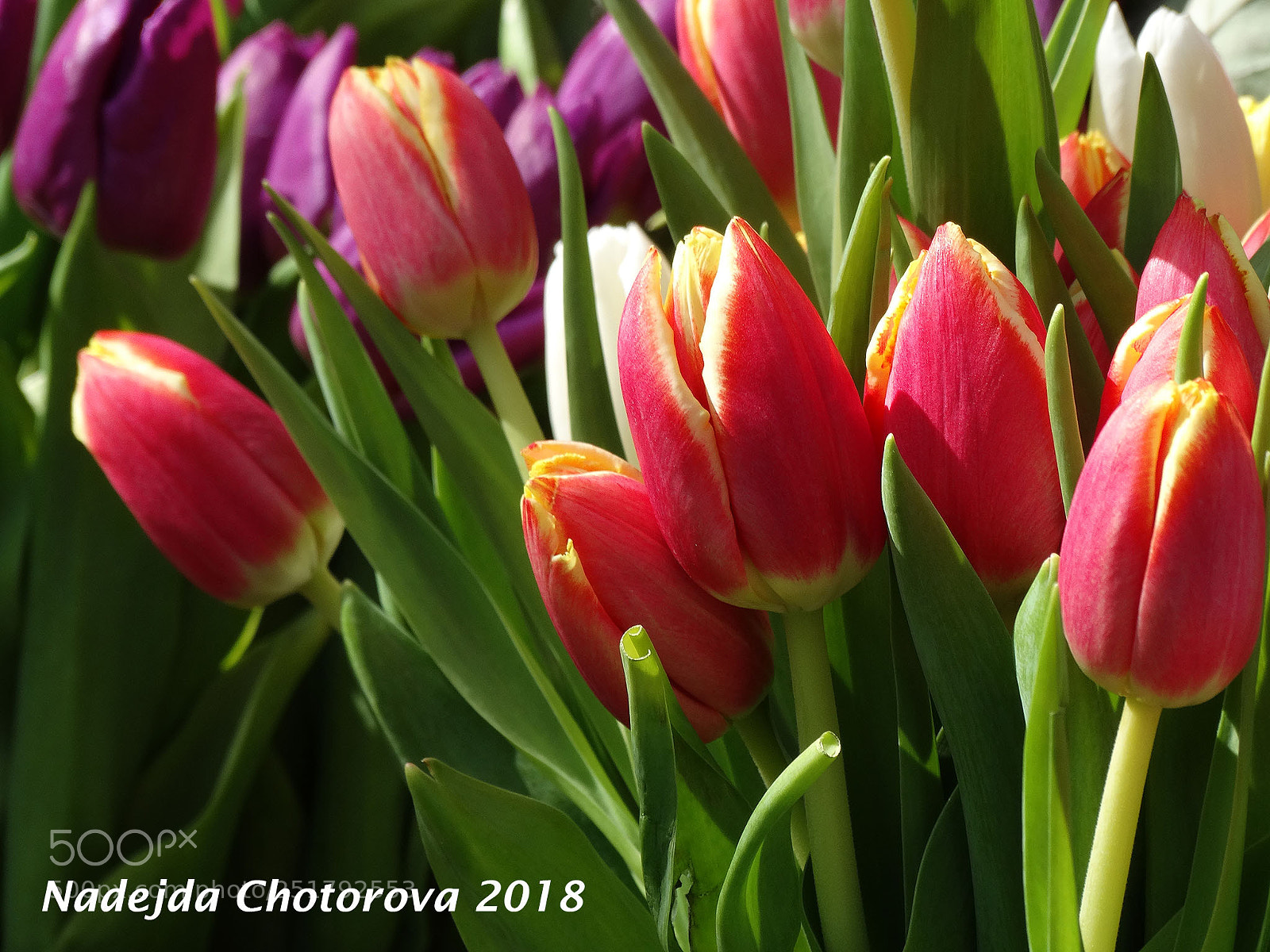 Sony Cyber-shot DSC-HX300 sample photo. Flowers day - cvetnica 2018 photography