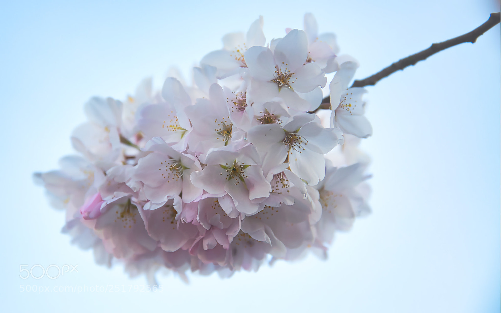 Canon EF 24-70mm F2.8L II USM sample photo. Cherry blossoms photography