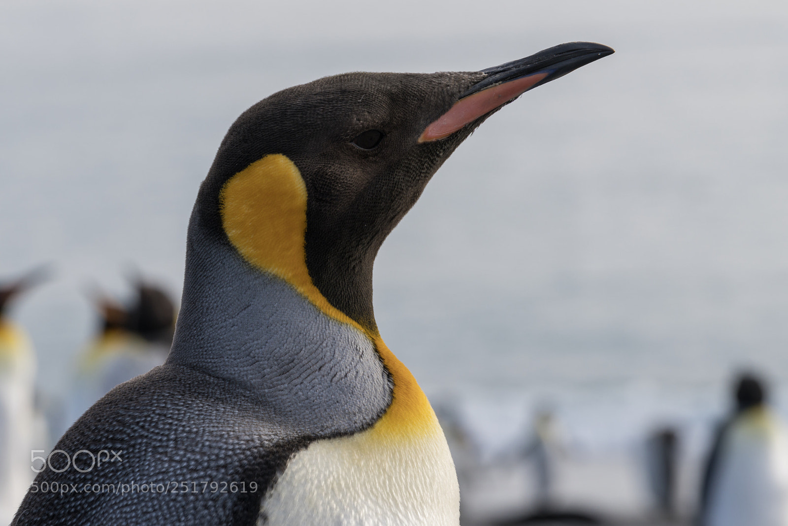 Sony a7R II sample photo. Salisbury plains, south georgia photography