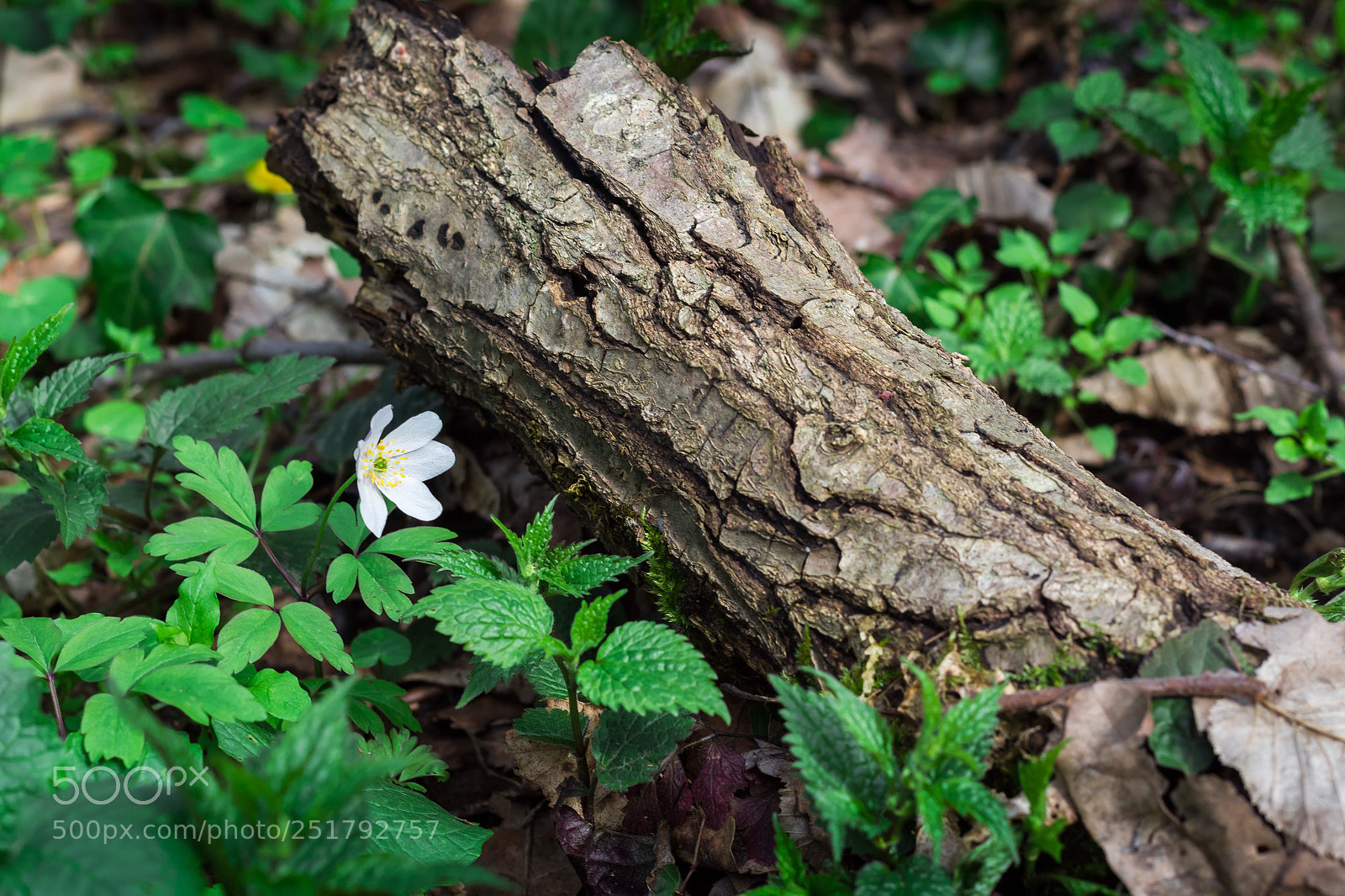 Canon EOS 1300D (EOS Rebel T6 / EOS Kiss X80) sample photo. Little white flower photography