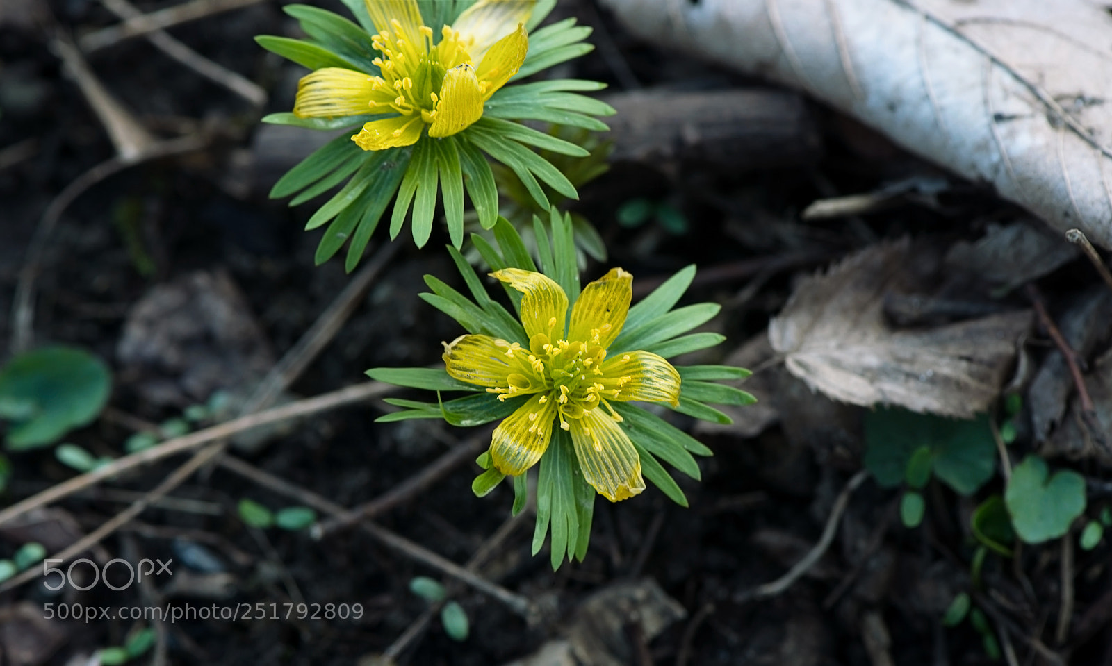 Nikon D800 sample photo. Together photography