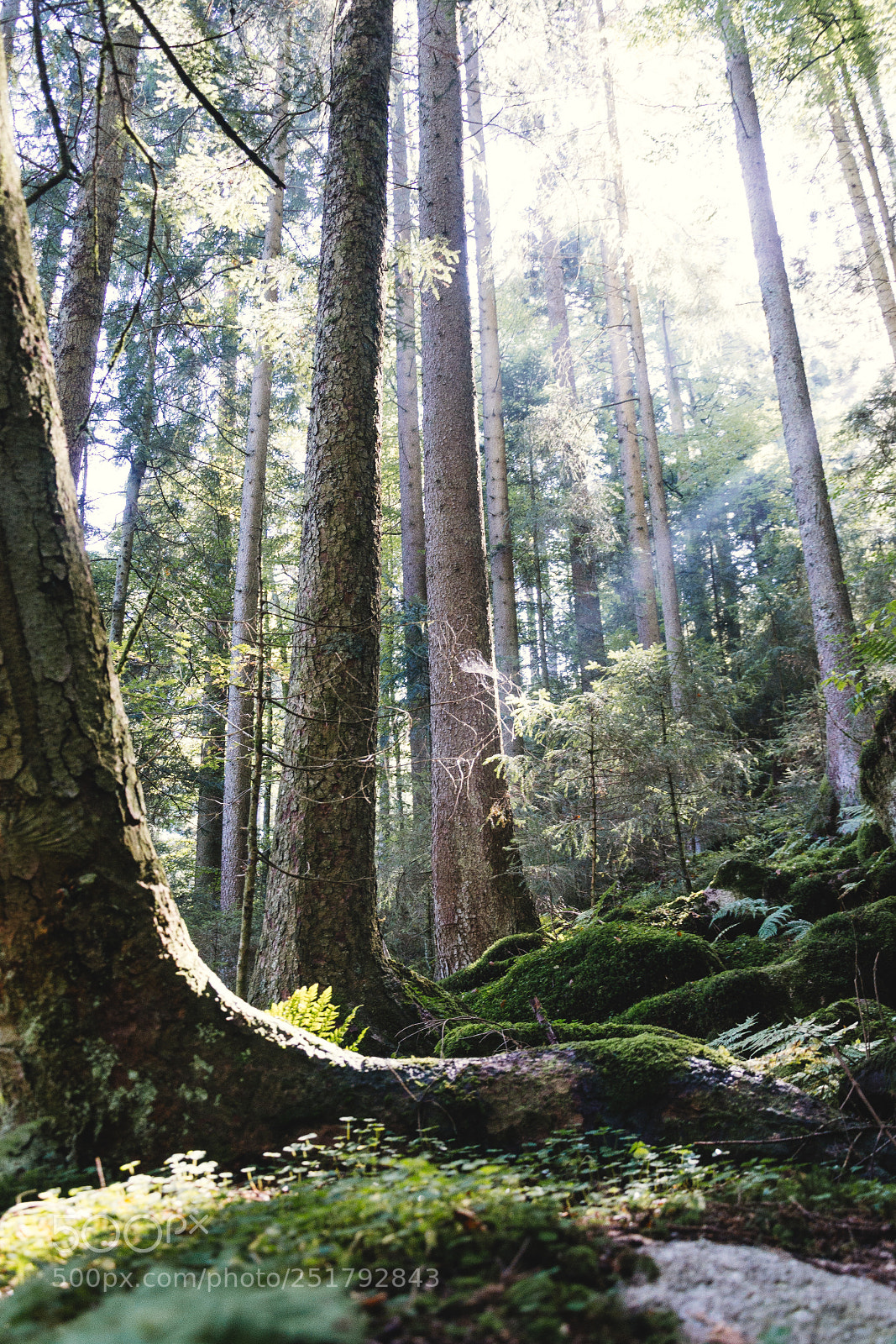 Nikon D3100 sample photo. Wald iv photography