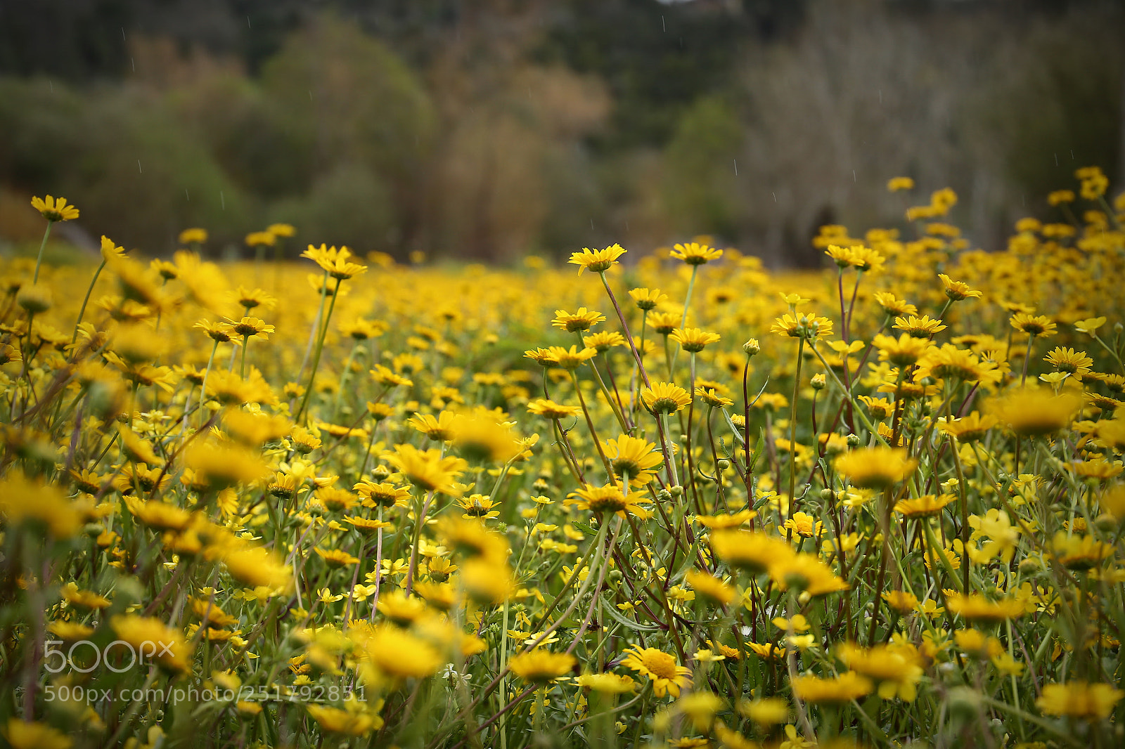 Canon EF 24-105mm F3.5-5.6 IS STM sample photo. Nature photography