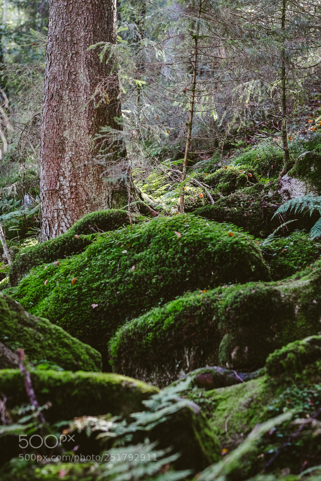 Fujifilm X-T1 sample photo. Wald v photography