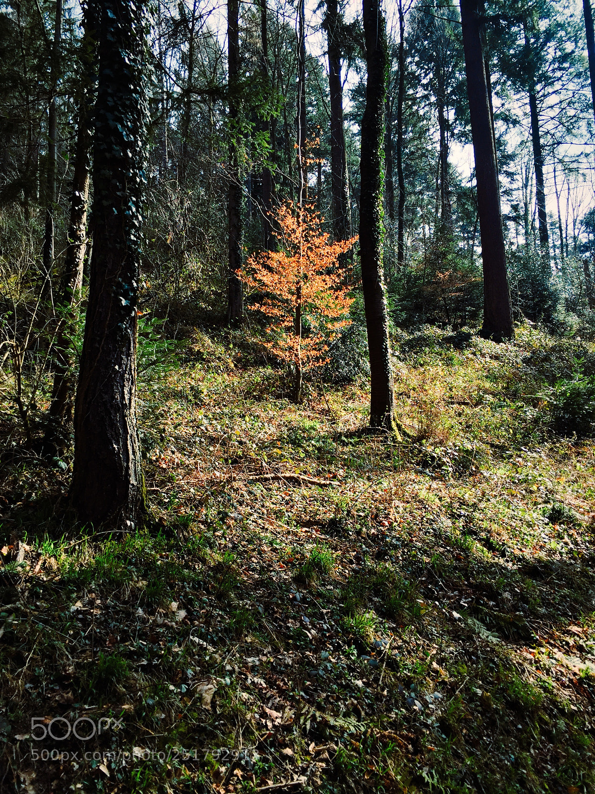 Apple iPhone 6 sample photo. Wald vii photography