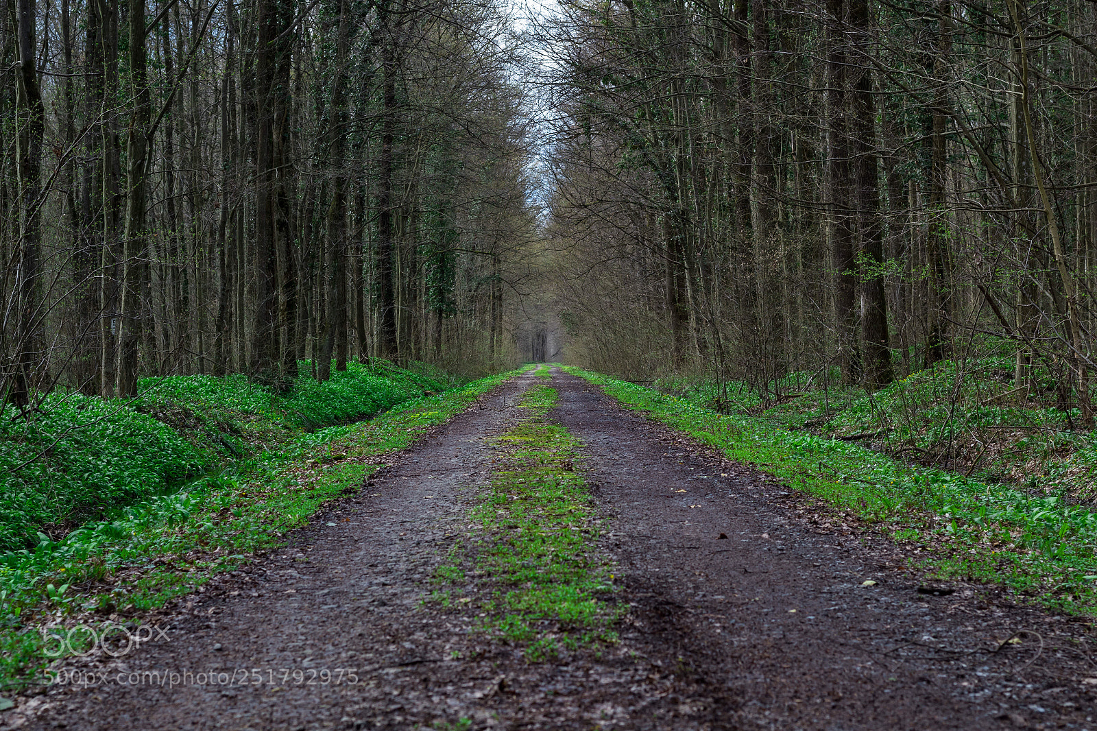 Canon EOS 1300D (EOS Rebel T6 / EOS Kiss X80) sample photo. Forest path photography
