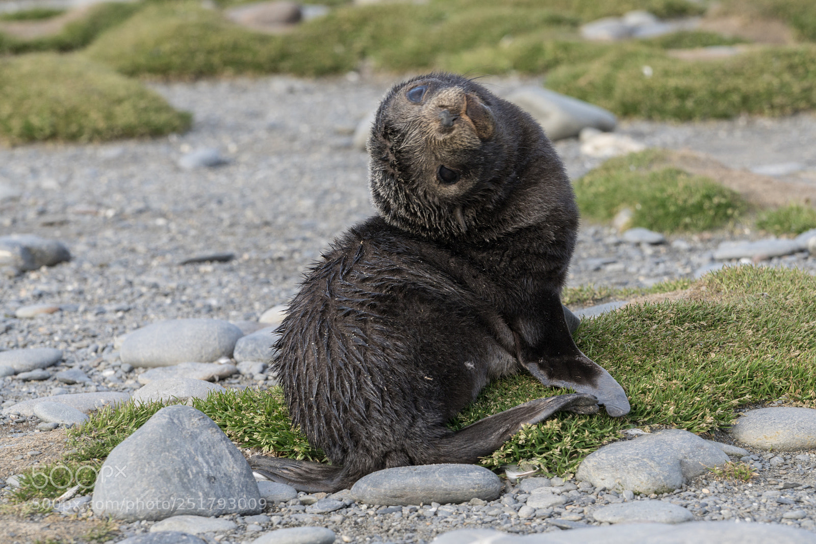 Sony a7R II sample photo. Salisbury plains, south georgia photography