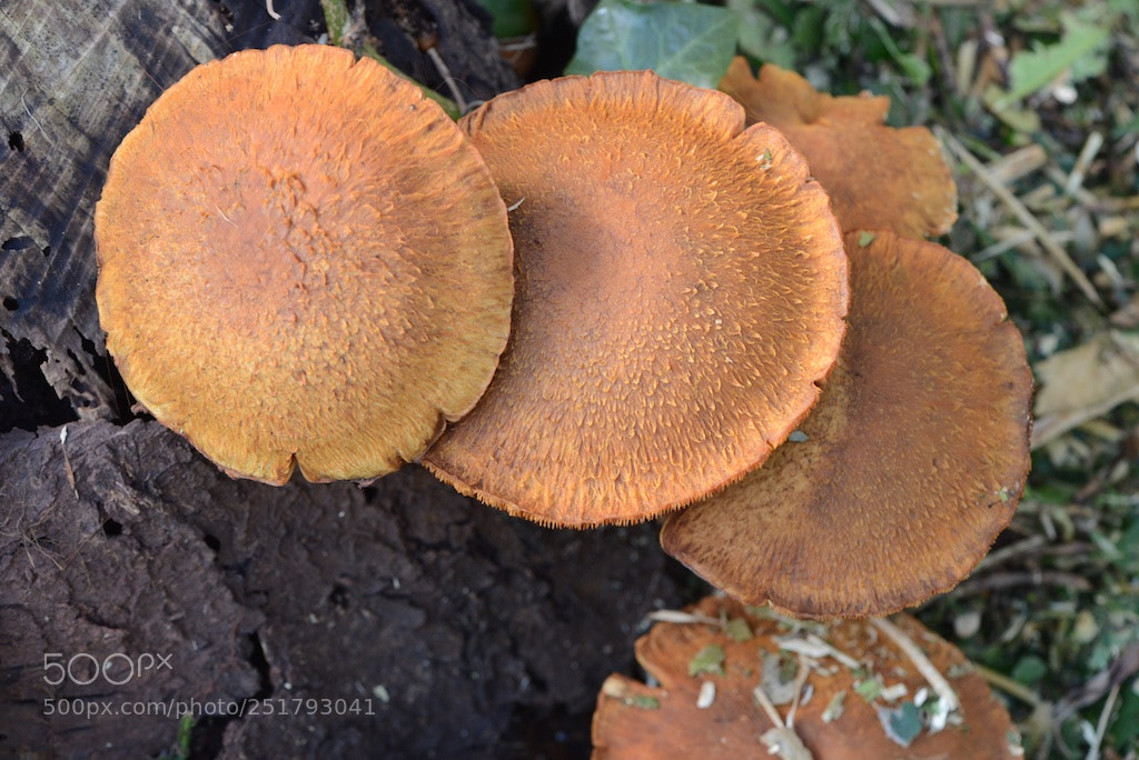 Nikon D600 sample photo. Brown mushrooms photography