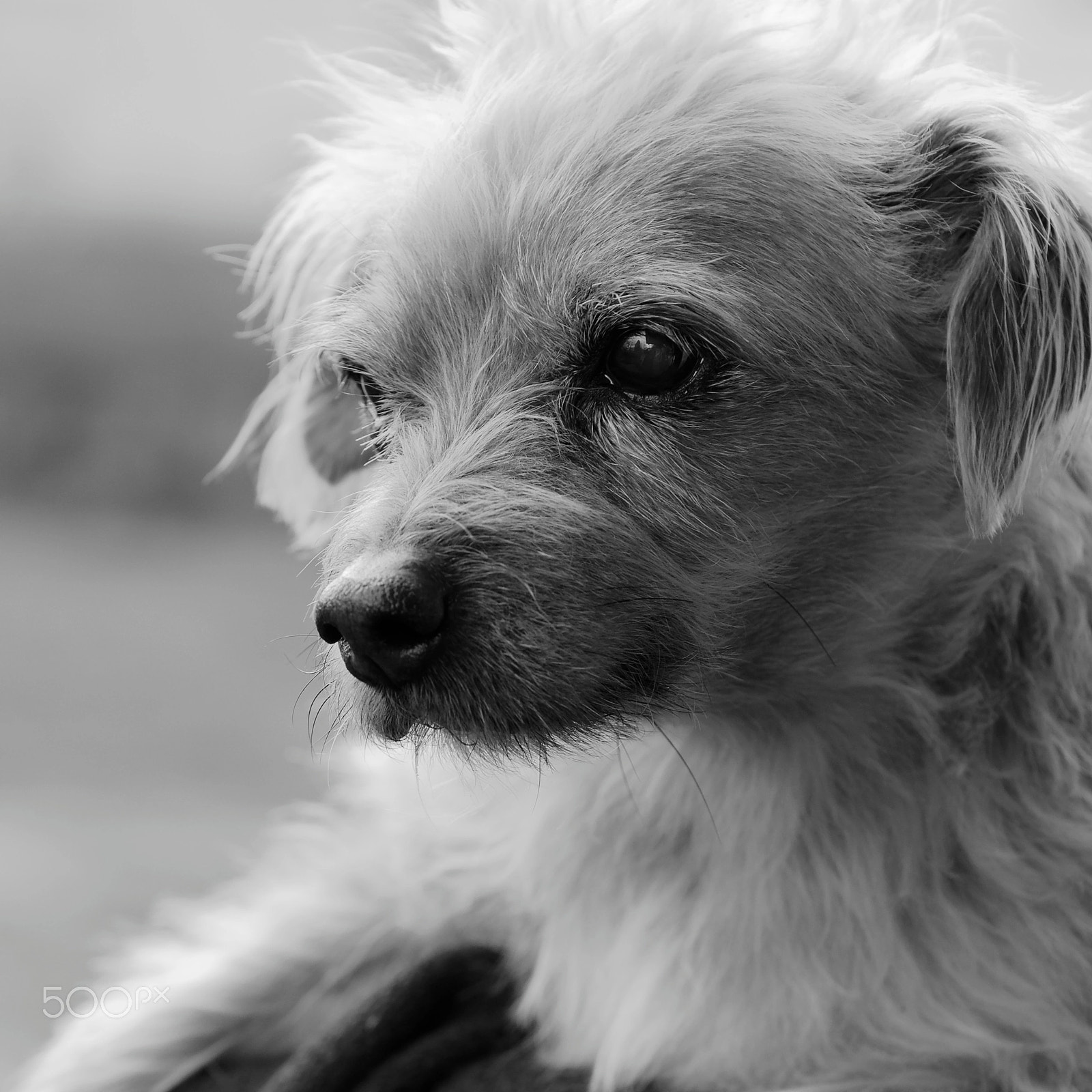 Canon EF 100mm F2.8L Macro IS USM sample photo. Filou photography