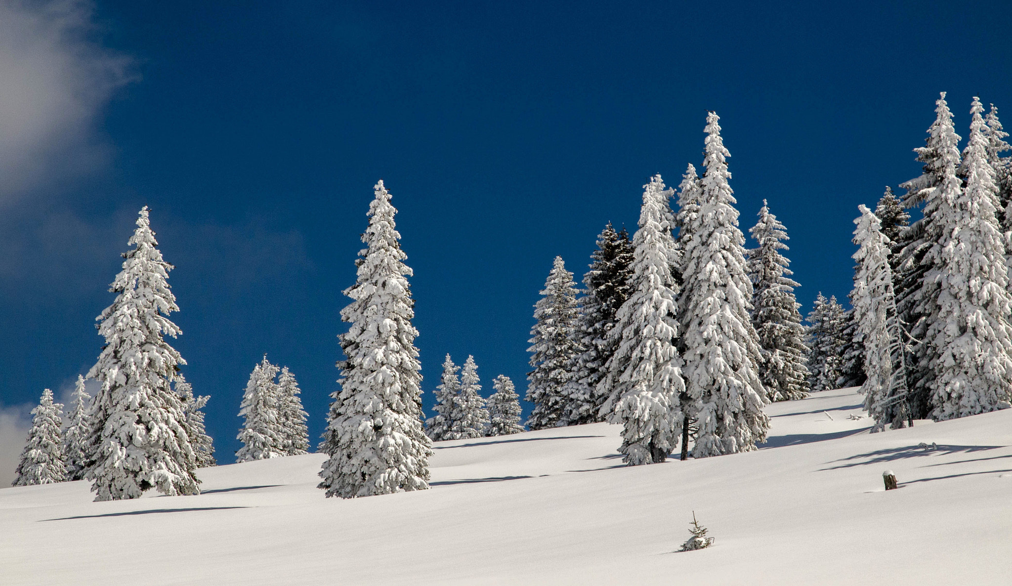 Olympus E-5 sample photo. Frozen trees photography