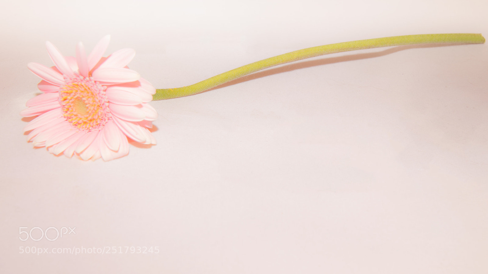 Nikon D7200 sample photo. Flower photography