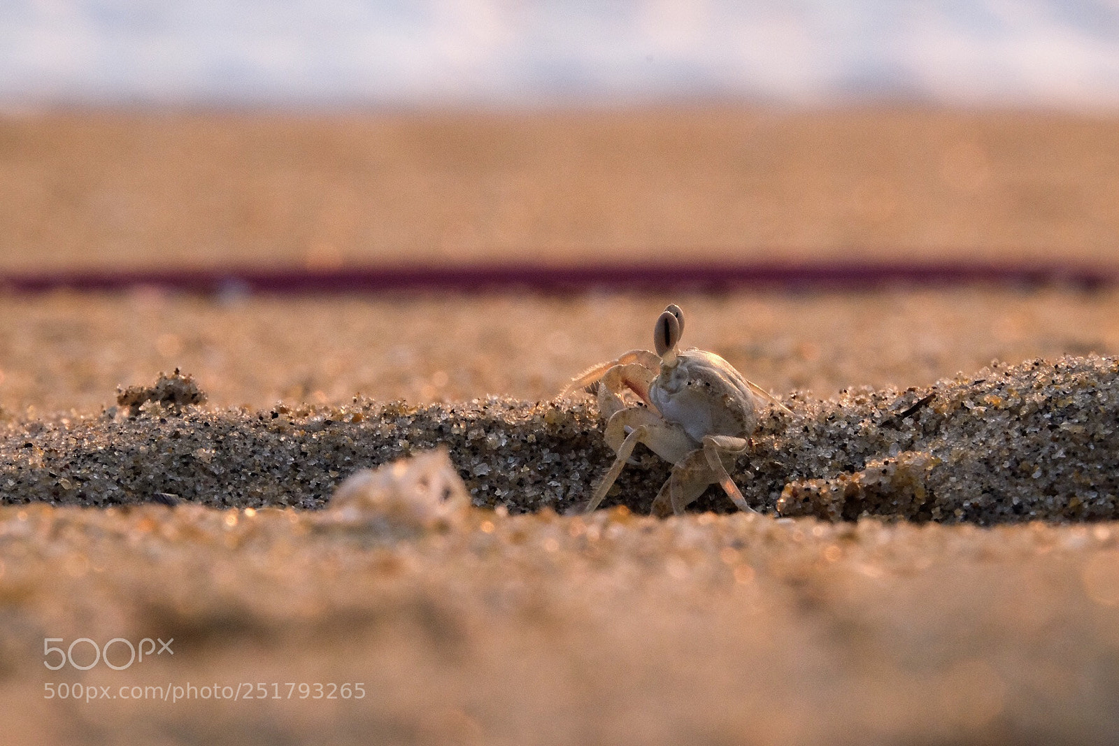 Fujifilm X-T1 sample photo. Crabby photography