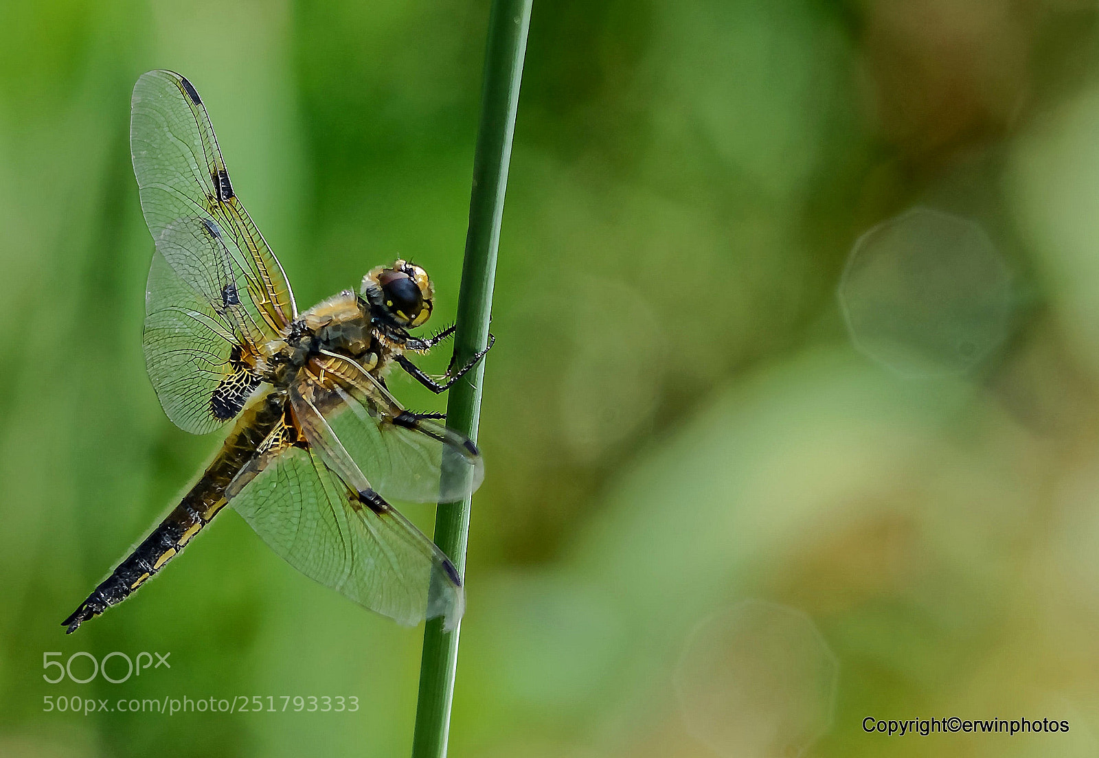 Nikon D7100 sample photo. Vierfleck libelle... photography