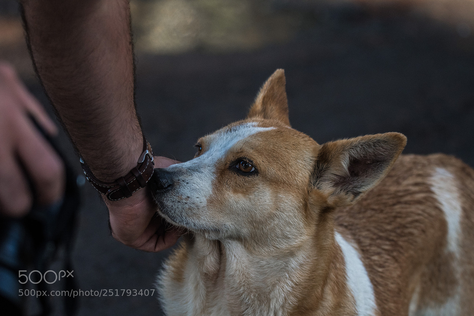 Nikon D500 sample photo. Dog photography