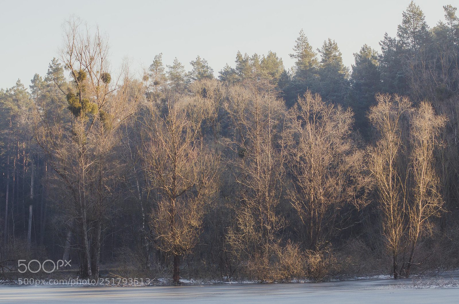 Nikon D7000 sample photo. Light trees photography