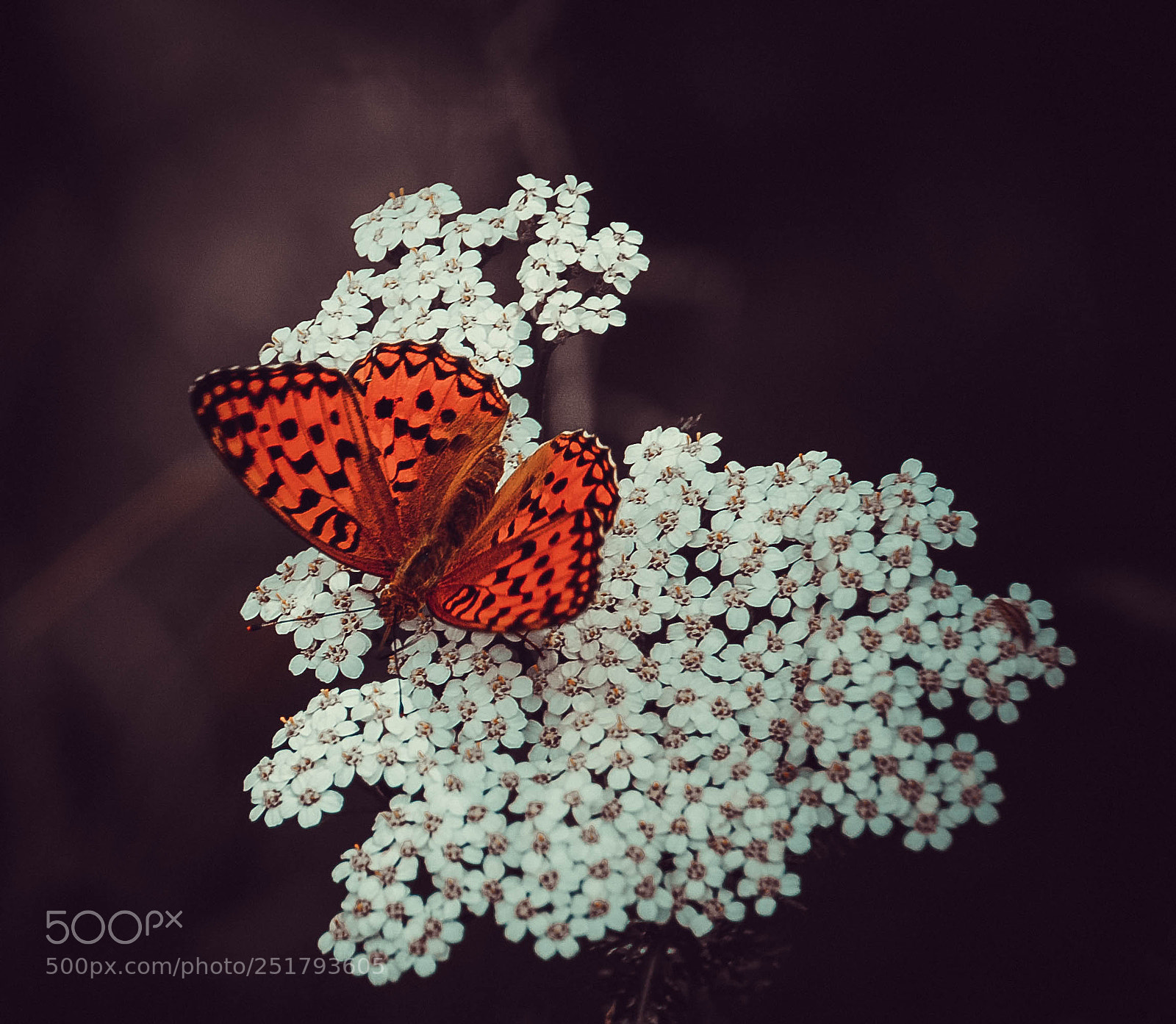 Nikon D50 sample photo. Butterfly photography