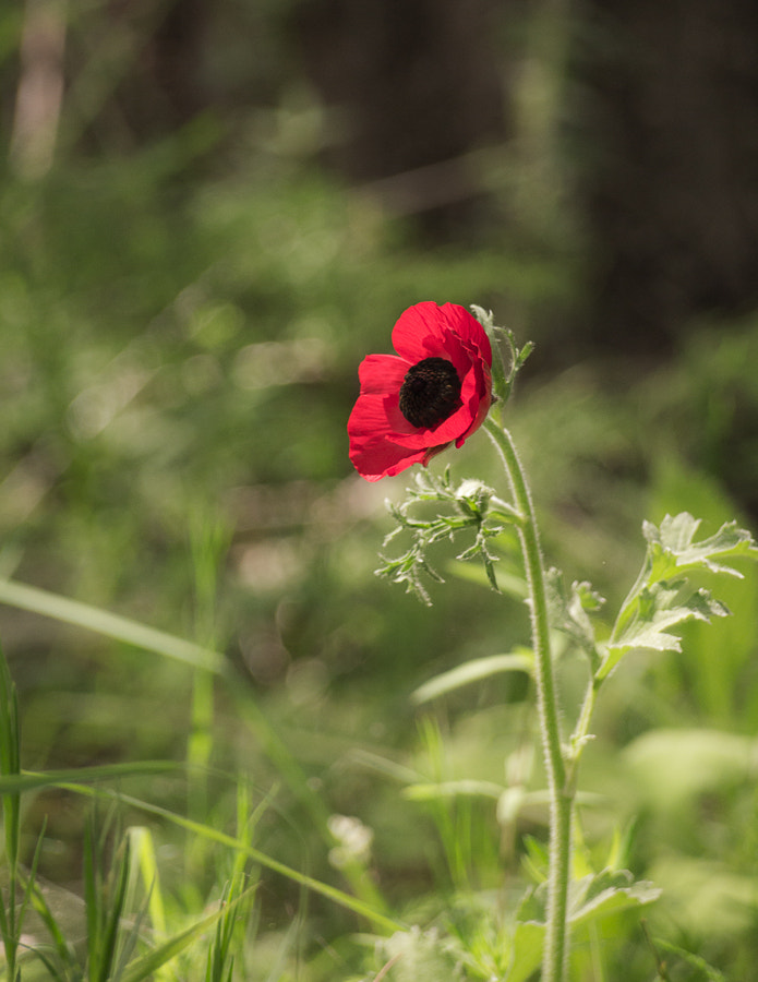 Olympus PEN E-PM1 sample photo. анемона  the blossoming march in israel photography